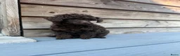 Toy Poodle dogs for sale: RKC Toy poodle in Aberdeen - Advert 9