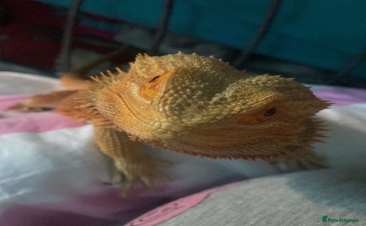Bearded Dragon reptiles - Advert 9