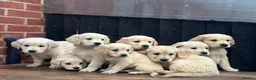 Golden Retriever dogs for sale: *OUTSTANDING* Golden Retriever Puppies  - Advert 11