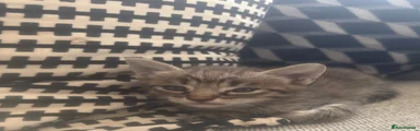 Maine Coon 3