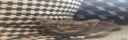 Mixed Breed cats for sale: Kittens in Holywell - Advert 4