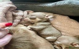 Chihuahua dogs for sale: Stunning KC Chihuahua puppies 🇬🇧 bloodlines - Image 11