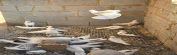 Mixed Breed poultry for sale: 🕊️ Beautiful Fancy Pigeons for Sale 🕊️ in Grays - Advert 1