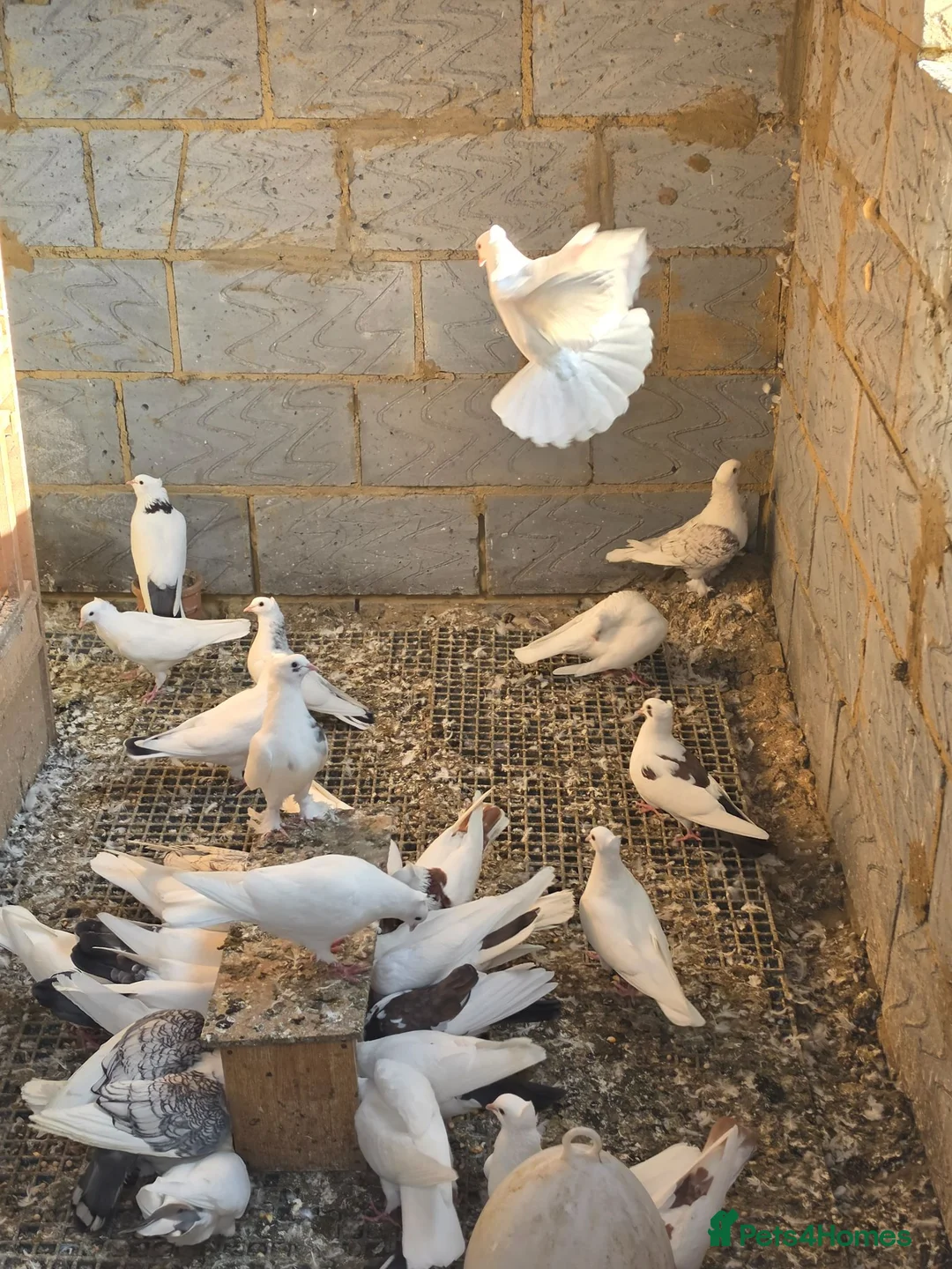 Mixed Breed poultry for sale: 🕊️ Beautiful Fancy Pigeons for Sale 🕊️ in Grays - Advert 1