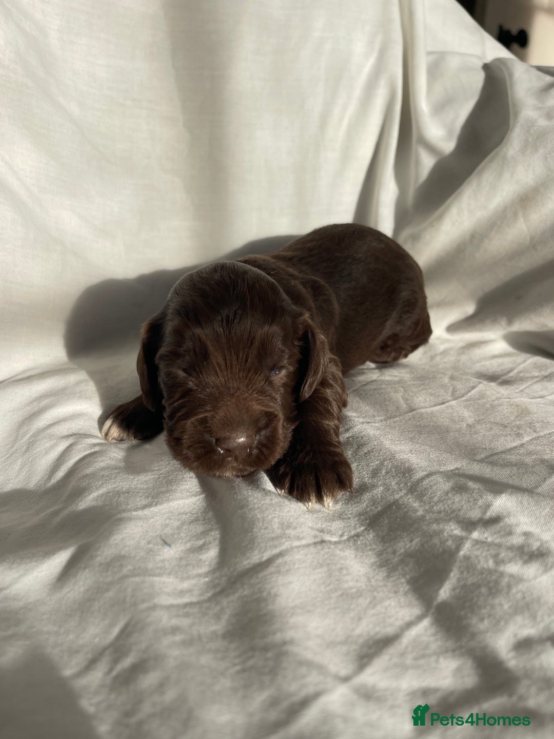 Cocker Spaniel dogs for sale: Cocker Spaniel puppies - Advert 8