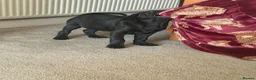 Goldador dogs for sale: Ready to leave! £1000  - Advert 5