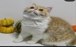 Exotic cats for sale: 🥰Retired Queen- looking for her furever 🏡  - Image 4