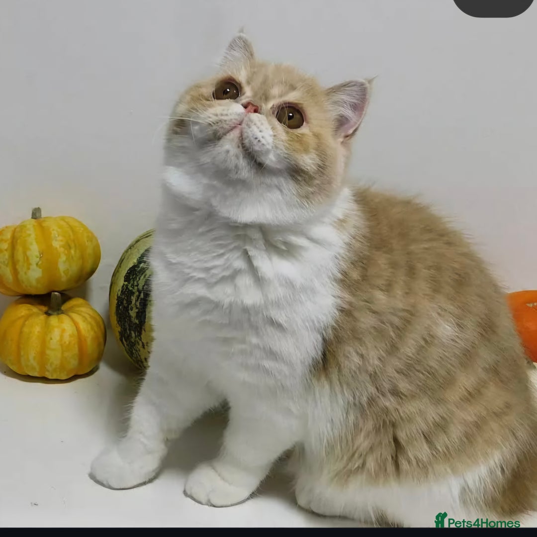 Exotic cats for sale: 🥰Retired Queen- looking for her furever 🏡  - Image 4