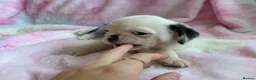 Pug dogs for sale: Beautiful pug puppies (4 males) available in Tiverton - Advert 13