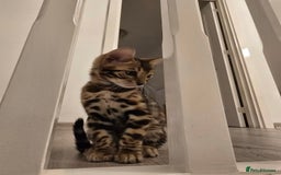 Bengal cats for sale: Stunning bengal kittens READY NOW - Image 16
