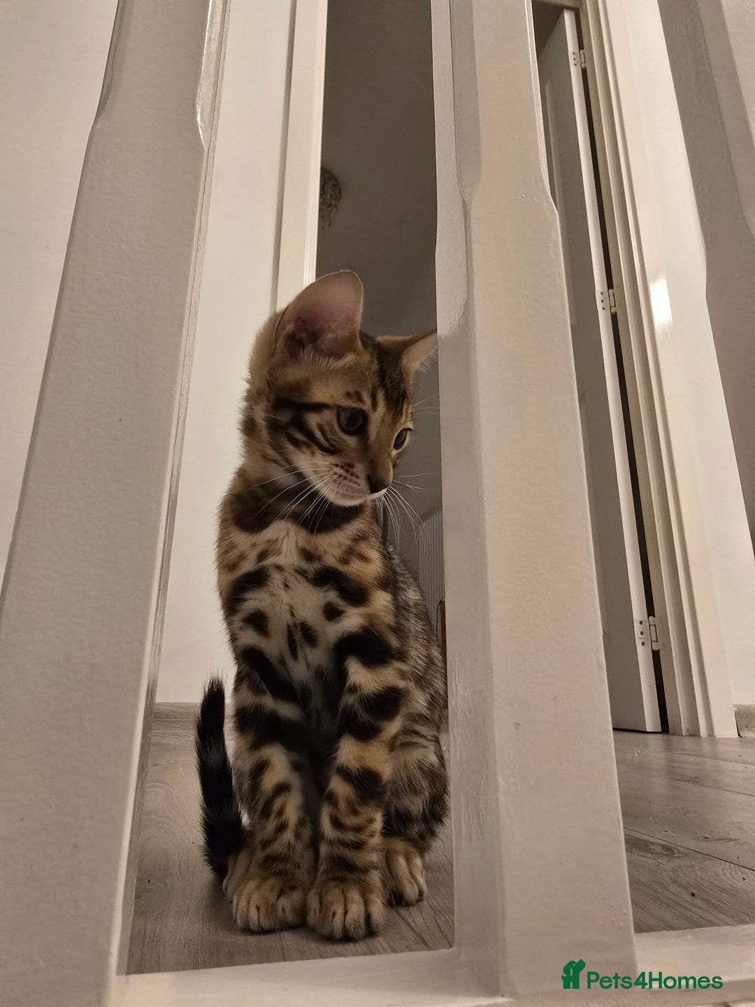 Bengal cats for sale: Stunning bengal kittens READY NOW - Image 16