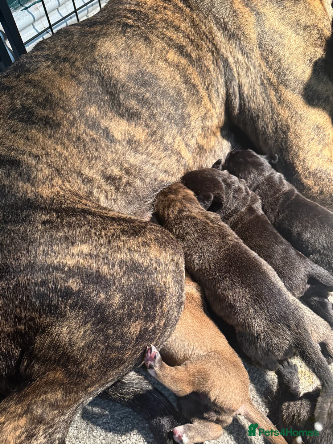 Presa Canario dogs for sale: Outstanding Presa Canario puppies  - Advert 5