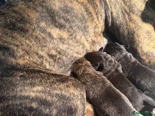Presa Canario dogs Outstanding Presa Canario puppies - Advert 1