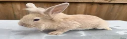 Mixed Breed rabbits for sale: 5 bunnies - Advert 5