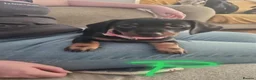 Dachshund dogs for sale: 5 beautiful dachshund puppies   - Advert 9
