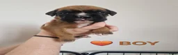 Boxer dogs for sale: Beautiful Pedigree Boxer Puppies - Advert 24