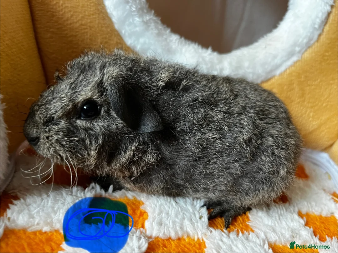 Guinea Pig rodents for sale: Baby Female & Male Guinea Pigs ( - Advert 2