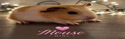 Guinea Pig rodents for sale: Available now gorgeous babies  - Advert 3