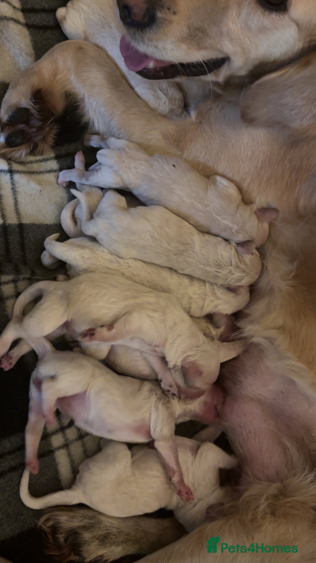 Mini Goldendoodle dogs for sale: 10 beautiful Miniature F1 GoldenDoodle puppies - Advert 28