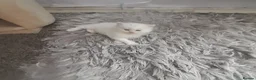 Persian cats for sale: Pure white Persian cross kittens - Advert 4
