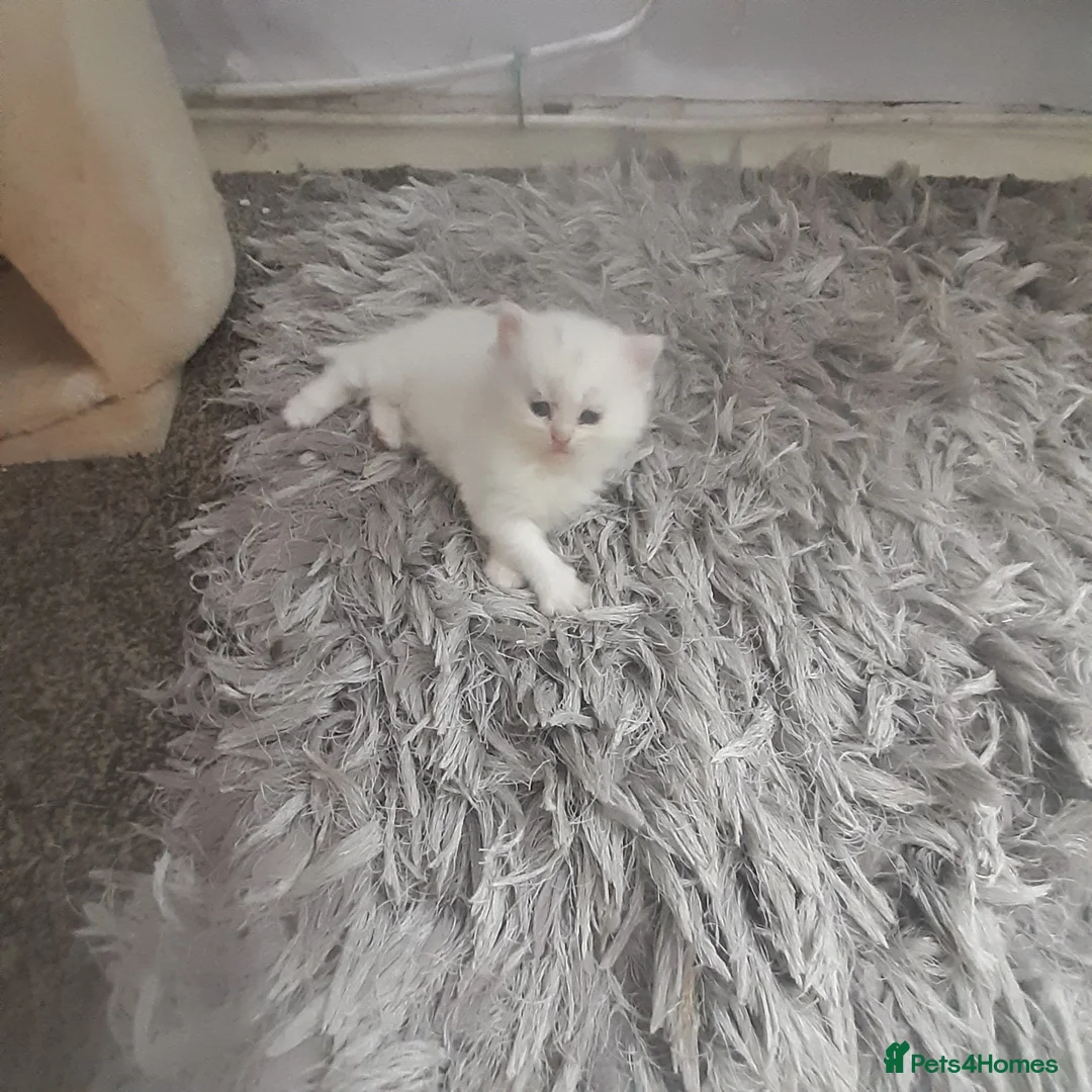 Persian cats for sale: Pure white Persian cross kittens - Advert 4