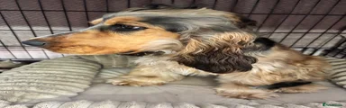 Cocker Spaniel 1
