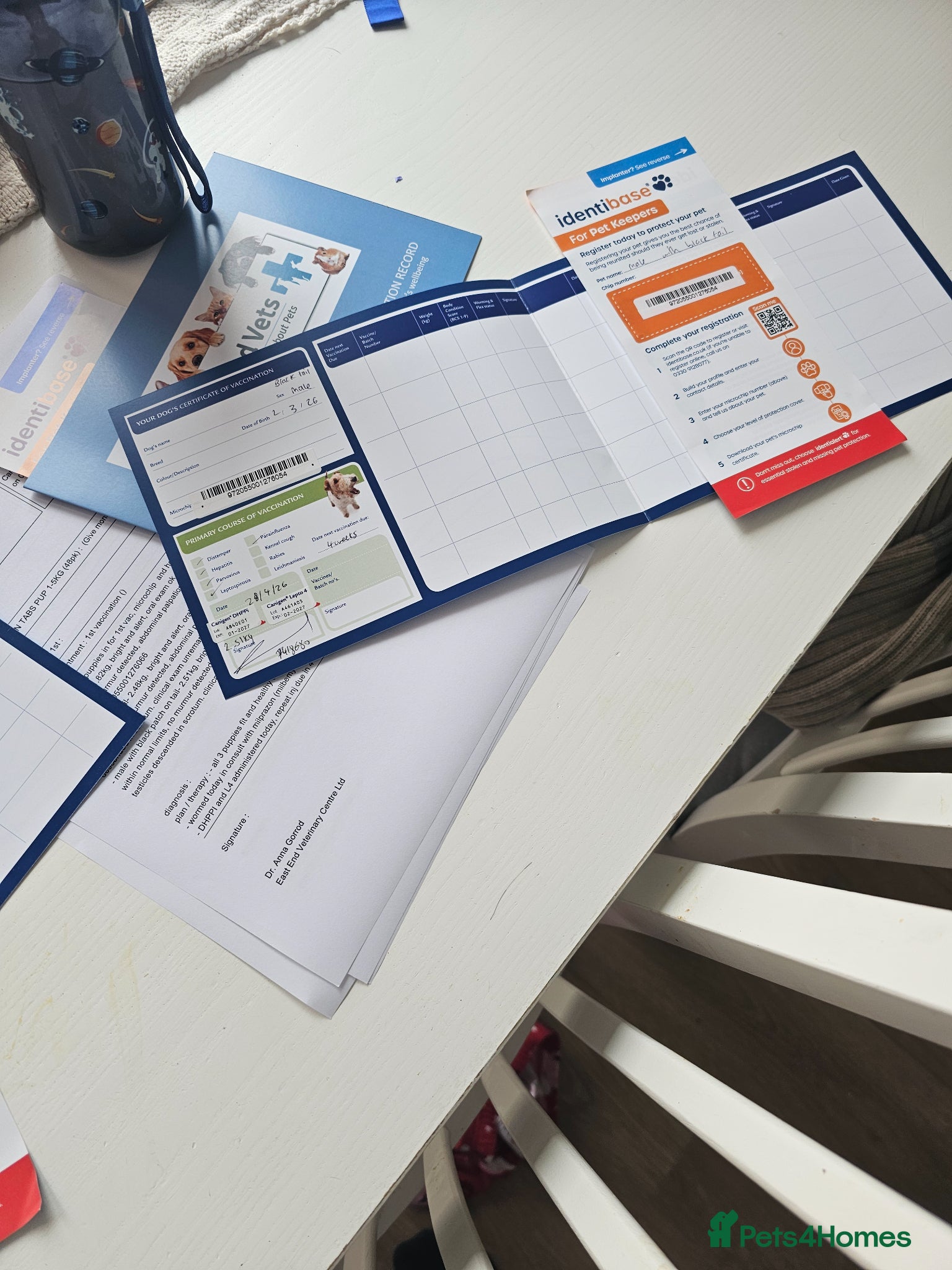 Mixed Breed dogs Parson Russell puppies for sale - Advert 2