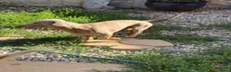 Miniature Dachshund dogs for adoption: STEFAN, a Superb S-H Sausage Boy for a Loving Home in Grantham - Advert 1