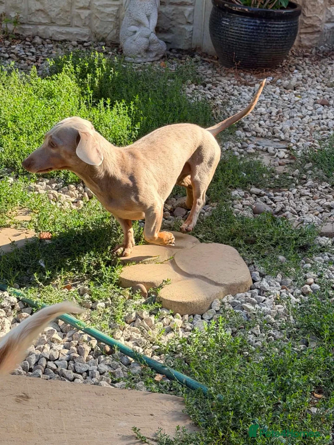 Miniature Dachshund dogs for adoption: STEFAN, a Superb S-H Sausage Boy for a Loving Home in Grantham - Advert 1