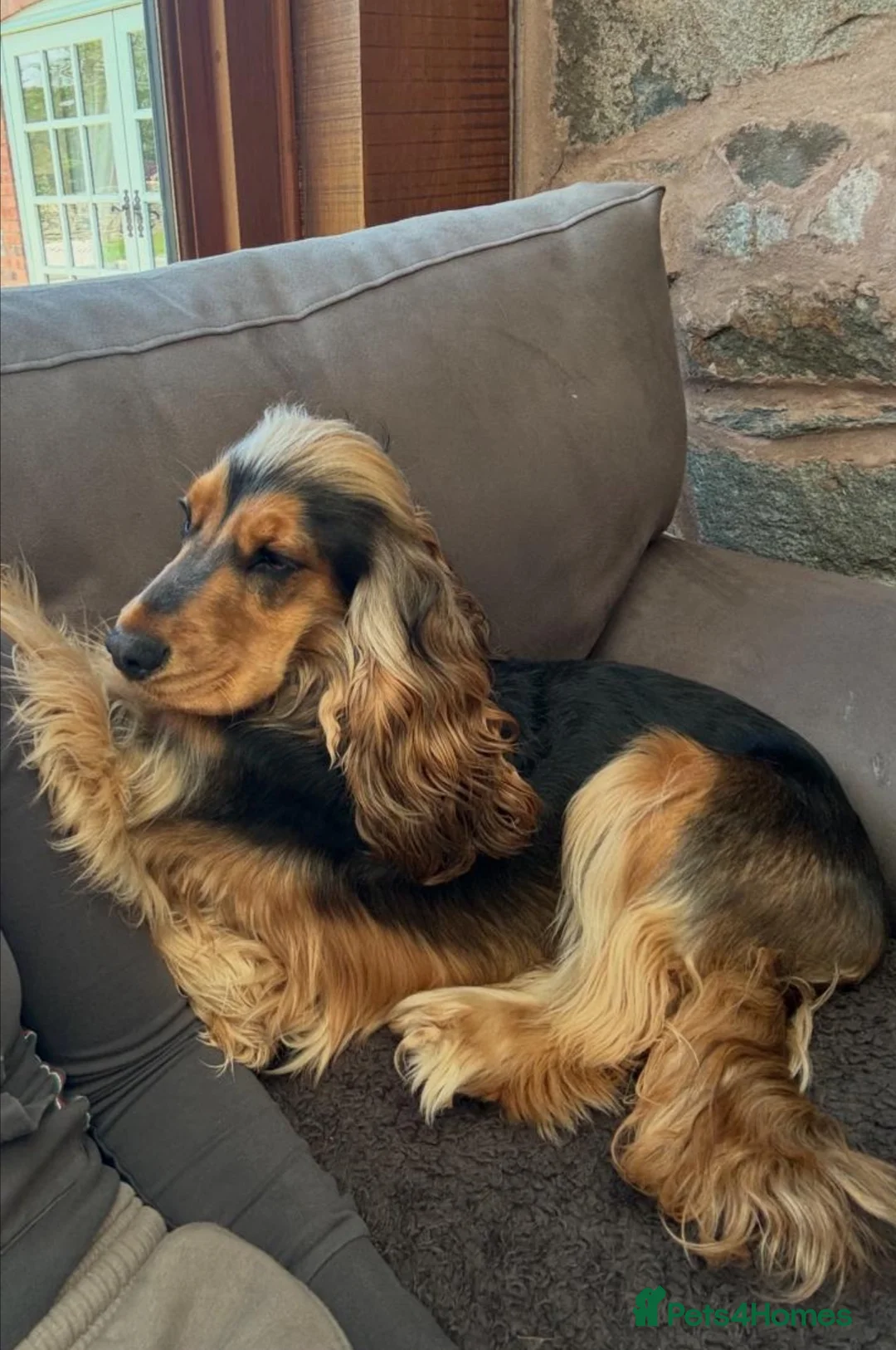 Cocker Spaniel dogs for sale: KC Reg Show Type Cocker Spaniel Puppies in Melton Mowbray - Advert 13