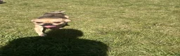 Mixed Breed dogs for sale: Dog for sale - Advert 3