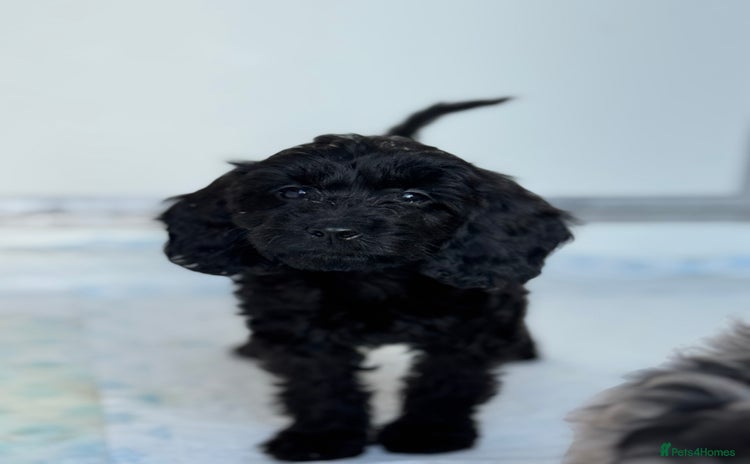 Cockapoo dogs - Advert 3