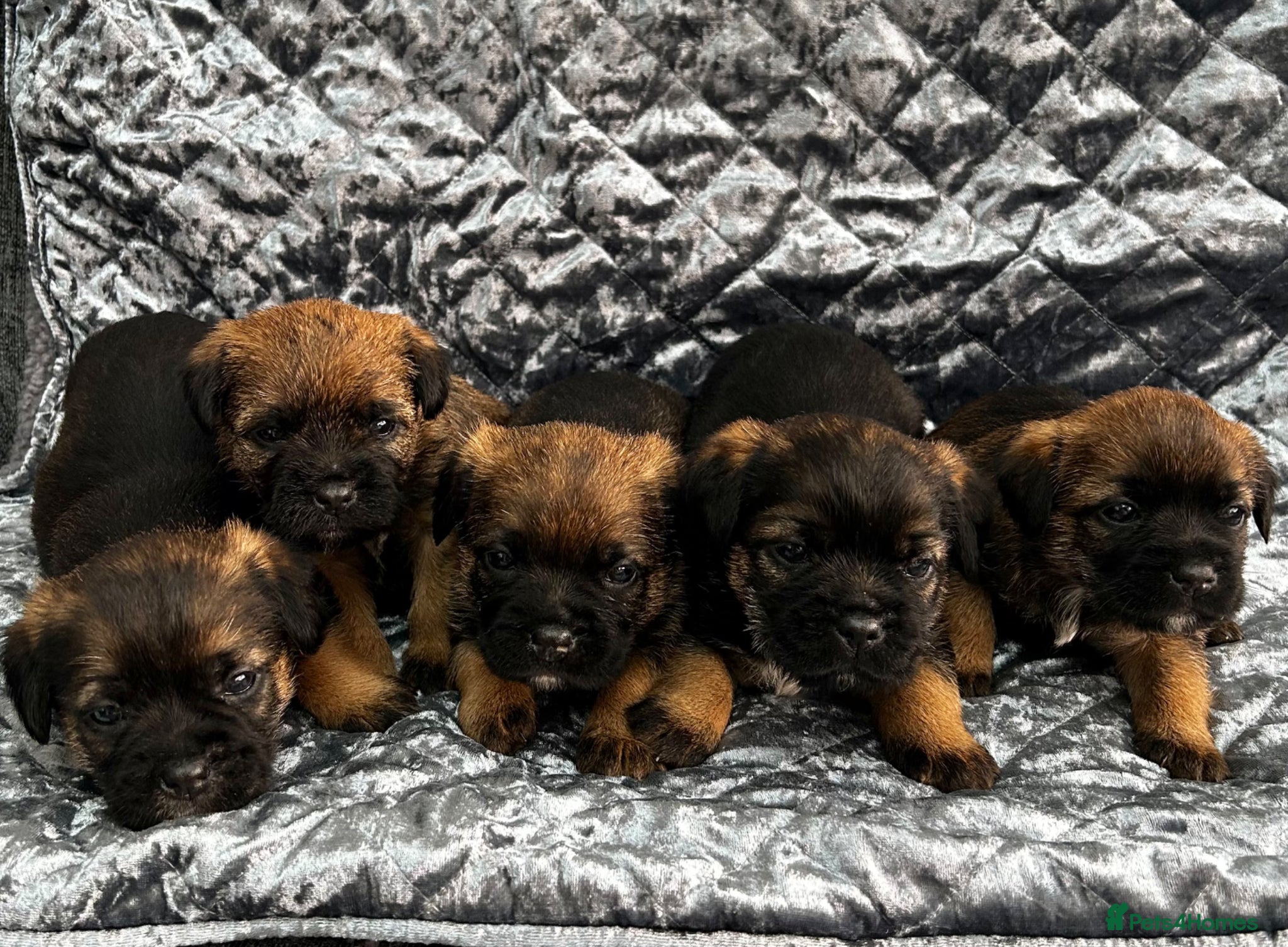Border Terrier dogs KC registered Border Terriers  - Advert 11