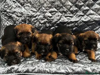Border Terrier dogs KC registered Border Terriers - Advert 11