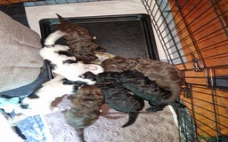 Mixed Breed dogs for sale: 4 Beautful Sproodle cross Cockapoo  - Advert 2