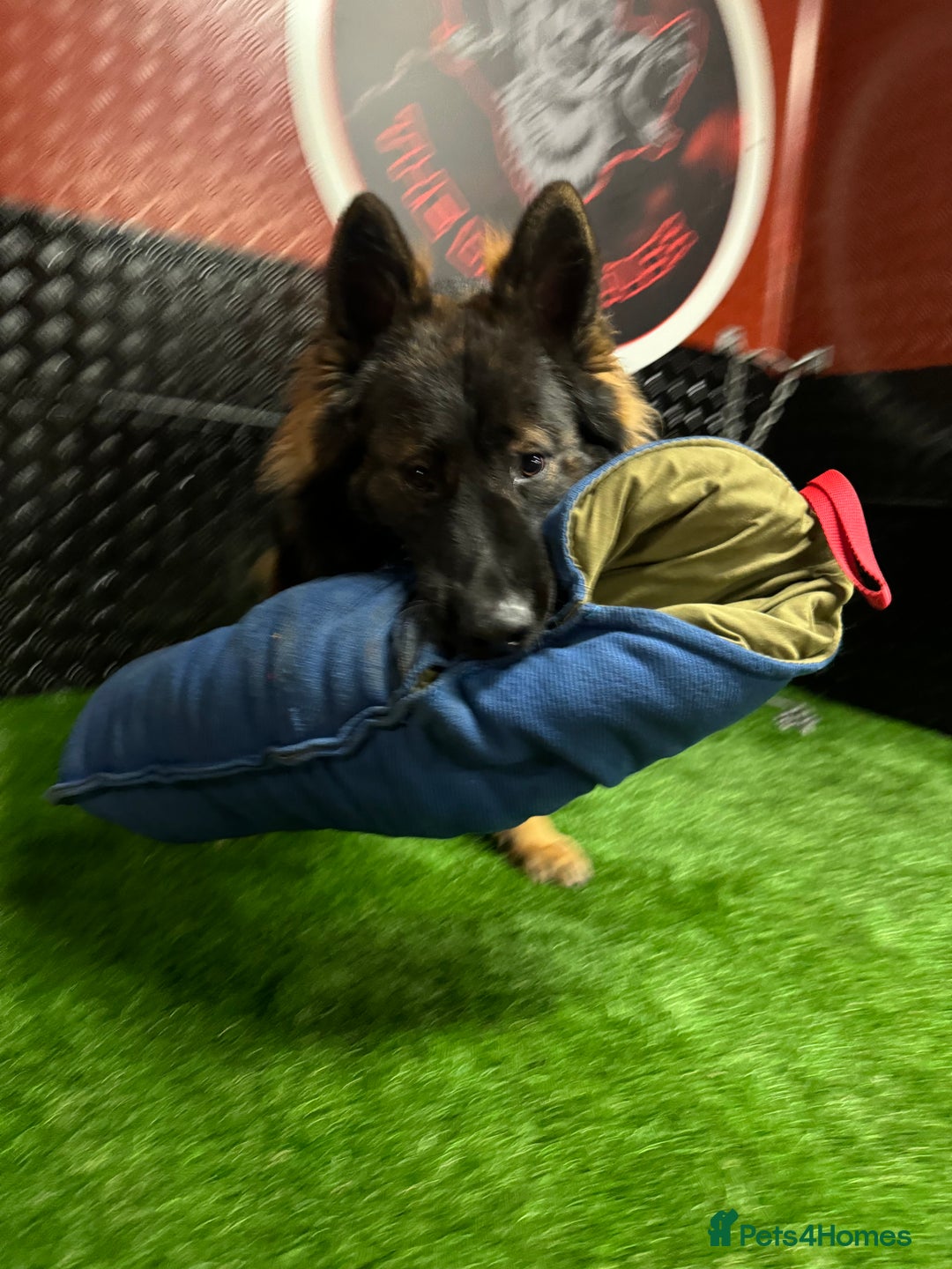 German Shepherd dogs for sale: Working line German shepherd  - Image 10