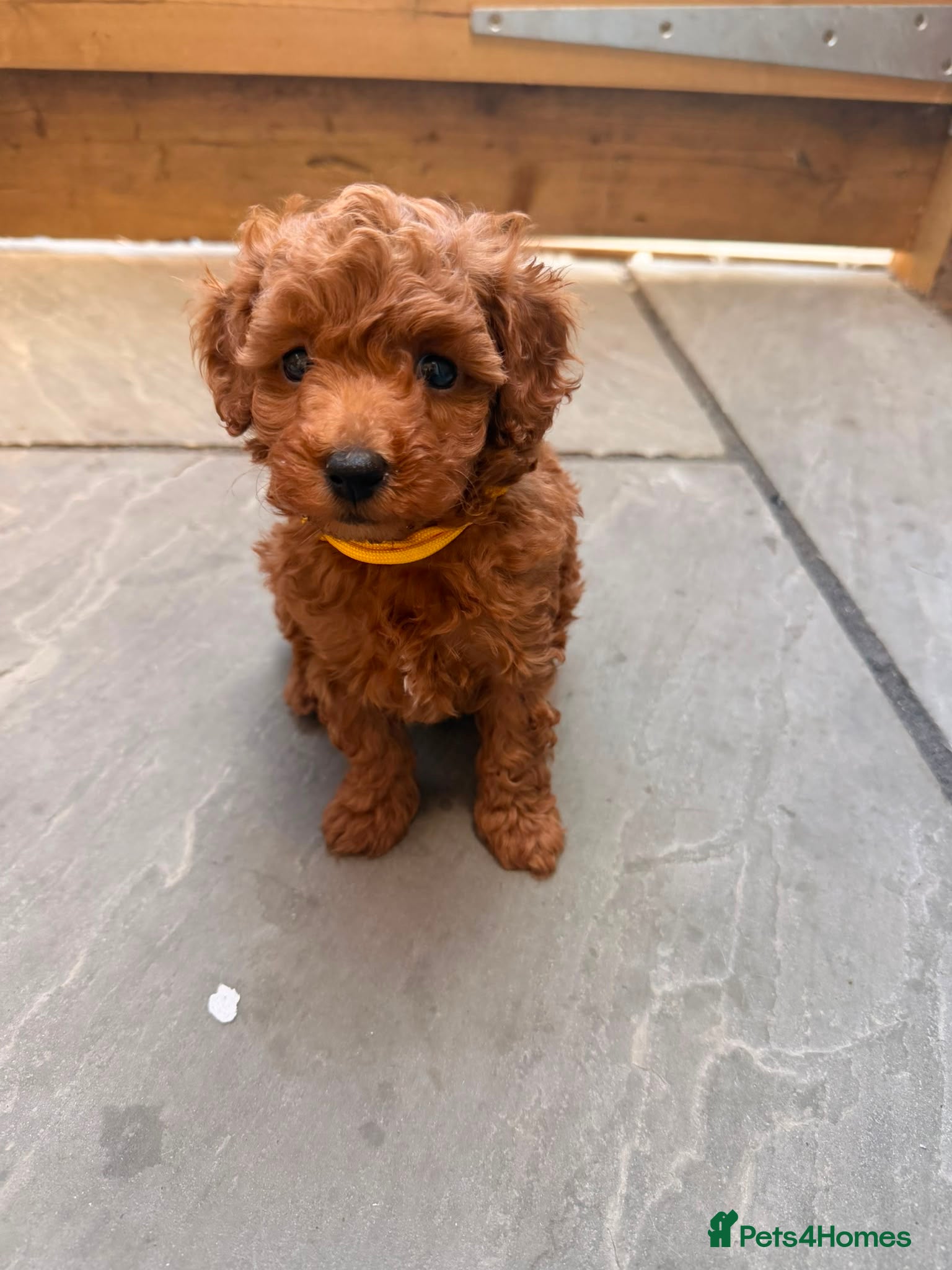 Toy Poodle dogs DNA health clear parents, deep red toy poodles 🥰 - Advert 1