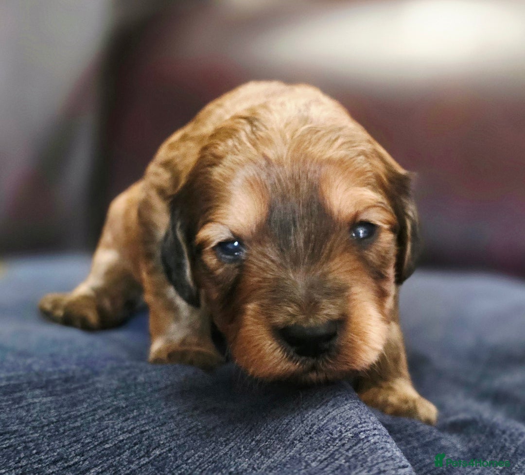Cockapoo dogs for sale: Stunning F1b cockerpoo's - Image 2