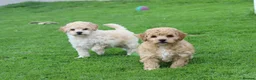 Poochon dogs for sale: Beautiful Poochon puppies for sale  - Advert 36