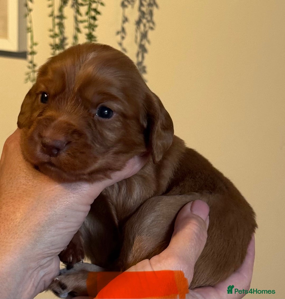 Cocker Spaniel dogs for sale: Stunning Litter of Red Cocker Spaniels  - Advert 7