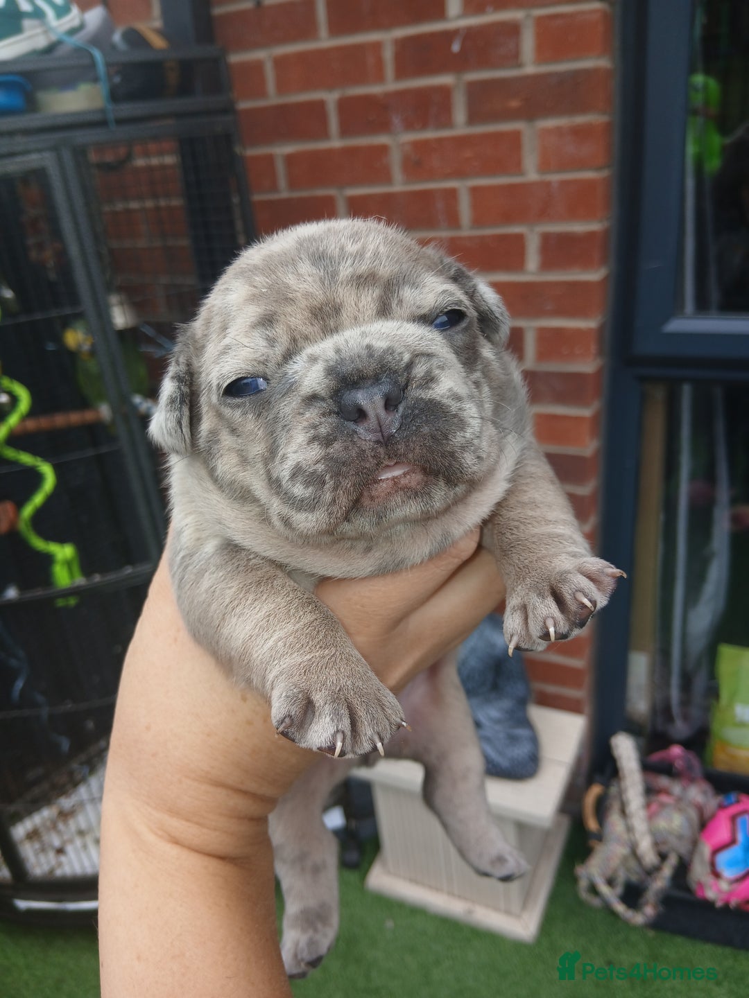 French Bulldog dogs for sale: Stocky frenchys 🏡😍 - Image 5