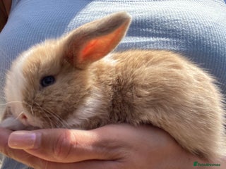 Mini Lop rabbits in Tunbridge Wells - Advert 4