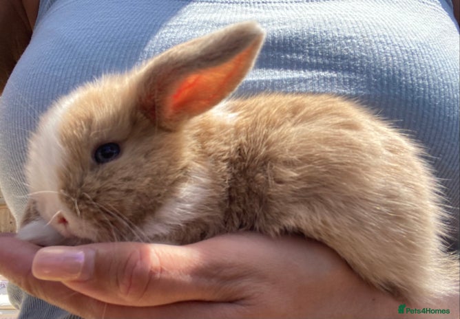 Mini Lop rabbits in Tunbridge Wells - Advert 3