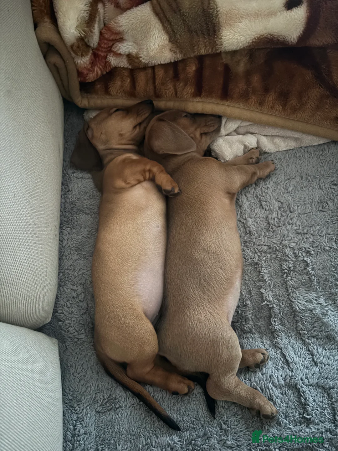 Miniature Dachshund dogs for sale: KC Miniature dachshund puppies-ready to leave now - Advert 1
