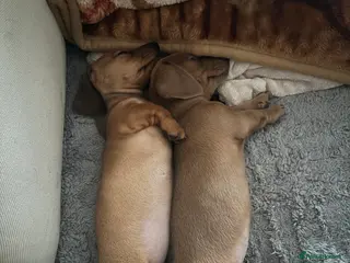 Miniature Dachshund dogs Miniature dachshund puppies-ready to leave now - Advert 4