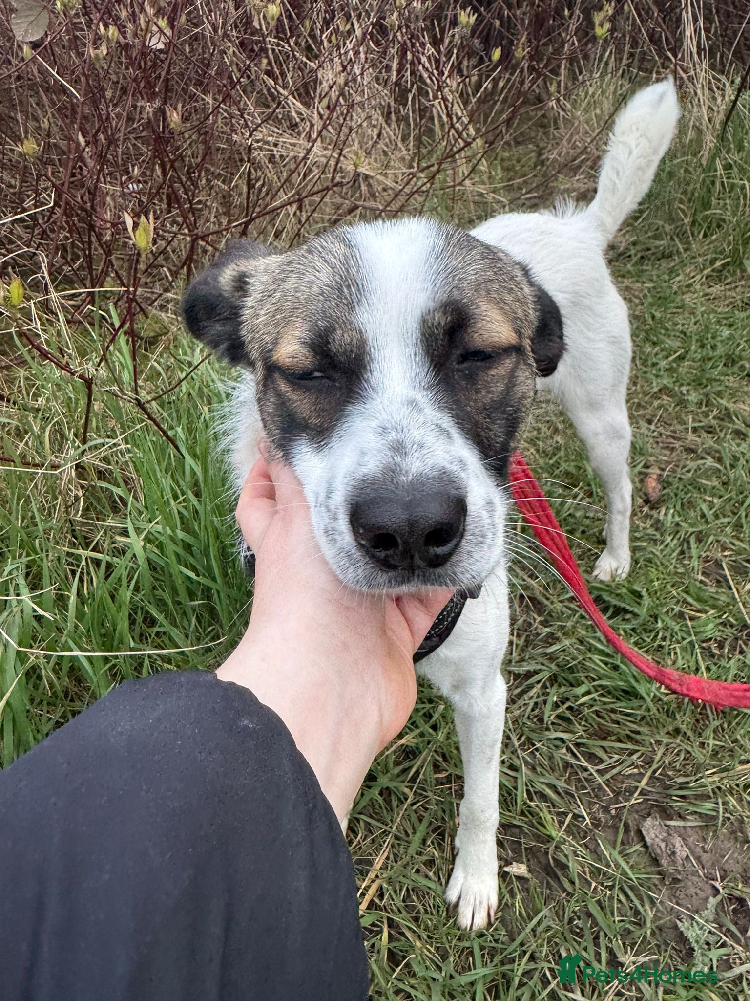 Mixed Breed dogs Silver  - Advert 20