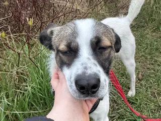 Mixed Breed dogs Silver - Advert 20