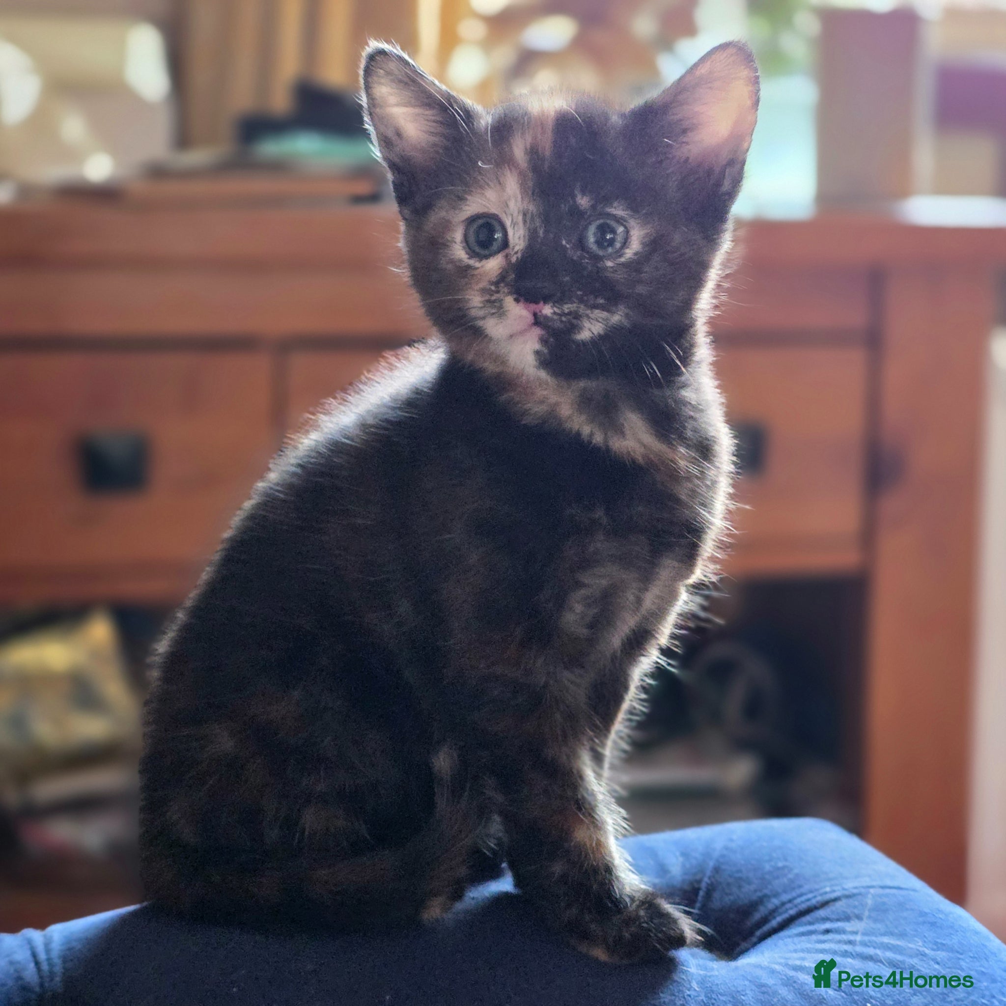 Mixed Breed cats for sale: Ready to leave Xbreed beautiful kittens - Advert 1