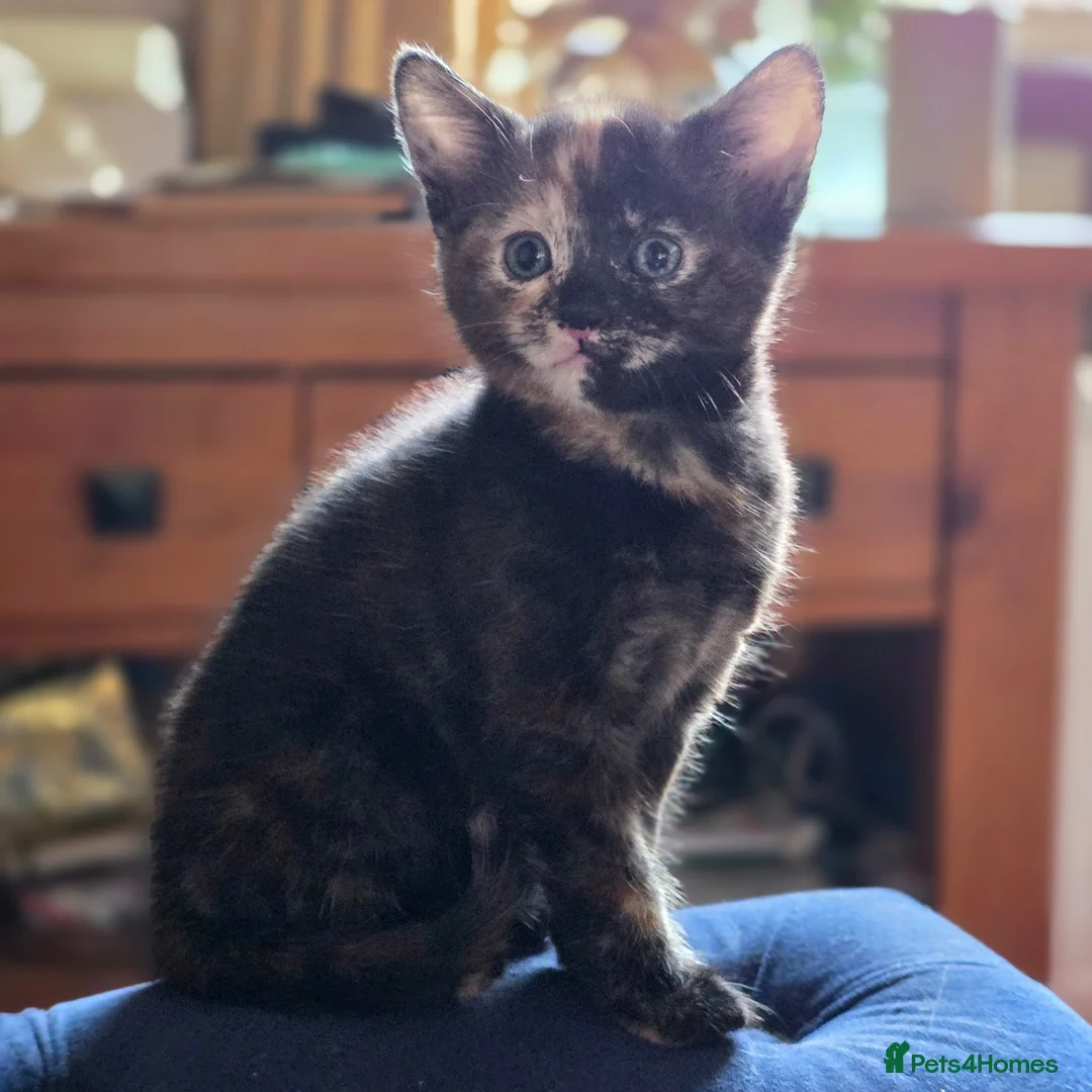 Mixed Breed cats for sale: Ready to leave Xbreed beautiful kittens - Advert 1