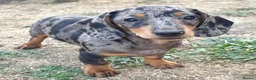 Miniature Dachshund dogs for sale: Miniature Dachshund Puppies - Ready for homes - Advert 12